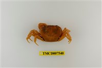 藏品(蔡氏澤蟹)的圖片